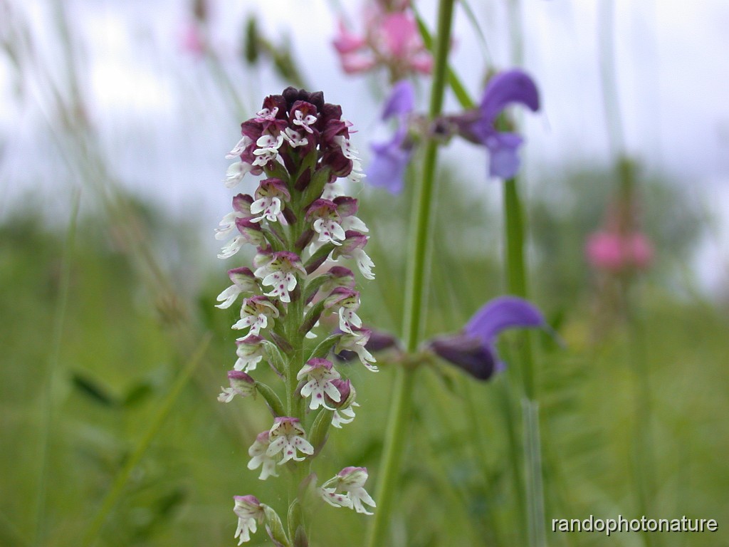 48_Orchis brule_3.JPG - Orchis brûlé